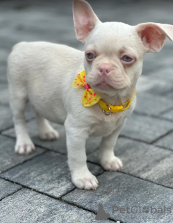 Zusätzliche Fotos: Rosafarbene französische Bulldoggenwelpen