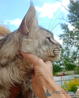 Foto №4. Ich werde verkaufen maine-coon-katze in der Stadt Roslavl. vom kindergarten - preis - 850€