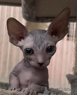 Foto №3. Canadian Sphynx Kitten. Deutschland