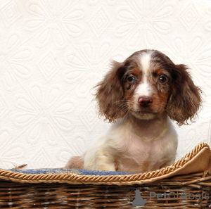 Foto №2 zu Ankündigung № 134783 zu verkaufen otterhund - einkaufen Serbien 