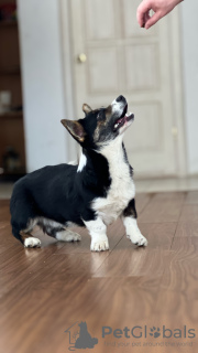 Foto №4. Ich werde verkaufen welsh corgi in der Stadt Москва. züchter - preis - verhandelt