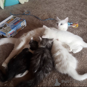 Foto №2 zu Ankündigung № 93599 zu verkaufen türkisch angora - einkaufen Deutschland quotient 	ankündigung, züchter