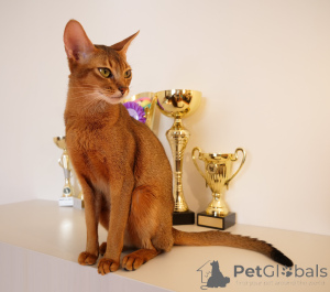 Foto №1. abessinierkatze - zum Verkauf in der Stadt Riga | 400€ | Ankündigung № 91918