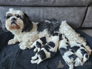 Foto №1. lhasa apso - zum Verkauf in der Stadt Odensa | verhandelt | Ankündigung № 169998