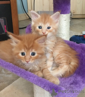 Foto №1. maine-coon-katze - zum Verkauf in der Stadt Alain | 400€ | Ankündigung № 157780