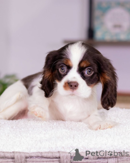 Foto №3. Begrüßen Sie Daisy, die süßeste kleine Dame mit einem Herzen, das so warm ist. Island