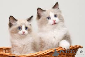 Foto №2 zu Ankündigung № 164241 zu verkaufen ragdoll-katze - einkaufen Belgien quotient 	ankündigung, züchter