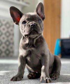 Foto №2 zu Ankündigung № 123332 zu verkaufen französische bulldogge - einkaufen Deutschland quotient 	ankündigung, vom kindergarten, aus dem tierheim, züchter