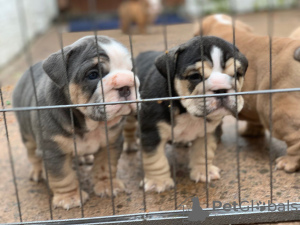 Foto №4. Ich werde verkaufen englische bulldogge in der Stadt Magdeburg. züchter - preis - 400€