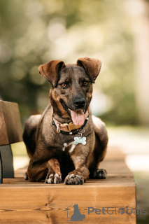 Foto №2 zu Ankündigung № 150156 zu verkaufen mischlingshund - einkaufen Russische Föderation 