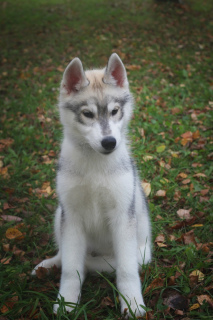 Foto №2 zu Ankündigung № 3647 zu verkaufen siberian husky - einkaufen Russische Föderation züchter