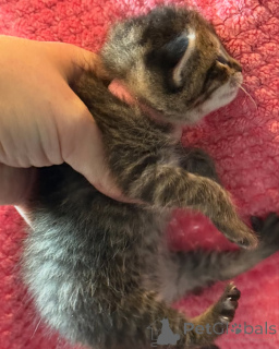 Foto №1. bengal katzenrasse - zum Verkauf in der Stadt München | 390€ | Ankündigung № 150610