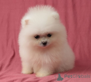 Foto №3. Mini-Pomeranian-Mädchen. Ukraine
