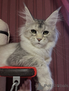 Foto №4. Ich werde verkaufen maine-coon-katze in der Stadt Erba. quotient 	ankündigung - preis - verhandelt
