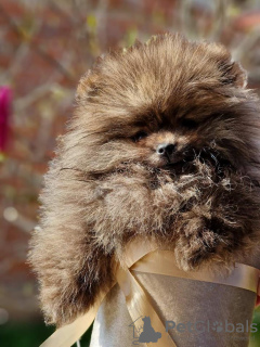 Foto №2 zu Ankündigung № 98412 zu verkaufen pommersche spitz - einkaufen Serbien züchter