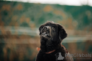 Foto №2 zu Ankündigung № 37070 zu verkaufen mongolischer wolfshund der burjaten - einkaufen Russische Föderation vom kindergarten, züchter