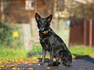 Zusätzliche Fotos: Nika ist eine junge schwarze Schönheit, die ein Zuhause sucht!