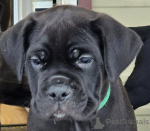 Foto №1. cane corso italiano - zum Verkauf in der Stadt Севилья | 700€ | Ankündigung № 138426