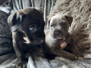 Foto №1. cane corso italiano - zum Verkauf in der Stadt Gabčíkovo | 360€ | Ankündigung № 28987