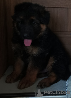 Foto №3. Langhaariger Deutscher Schäferhund. Polen