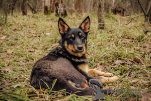 Foto №4. Ich werde verkaufen mischlingshund in der Stadt Москва. aus dem tierheim - preis - Frei