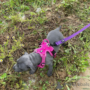 Foto №3. Staffordshire-Bullterrier-Mischlingswelpen. WhatsApp an mich unter 44 7453. Großbritannien