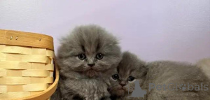 Foto №3. Wunderschönes reinrassiges Scottish Fold Langhaar-Kätzchen. Deutschland