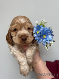 Foto №2 zu Ankündigung № 132758 zu verkaufen english cocker spaniel - einkaufen Deutschland quotient 	ankündigung
