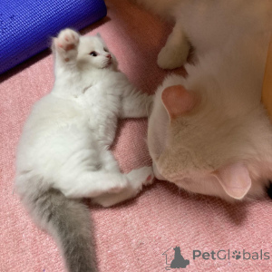 Foto №1. ragdoll-katze - zum Verkauf in der Stadt Grevenbroich | 425€ | Ankündigung № 135669