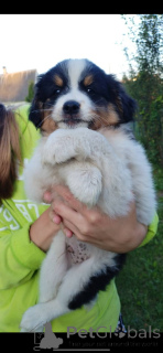 Foto №1. australian shepherd - zum Verkauf in der Stadt Minsk | 16€ | Ankündigung № 146133