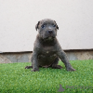 Zusätzliche Fotos: Pit bull bluenose male for sale