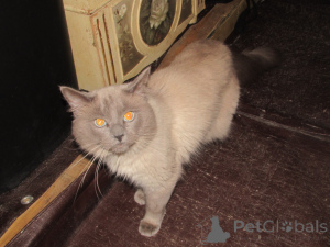 Foto №3. Ragdolls zum Verkauf. USA