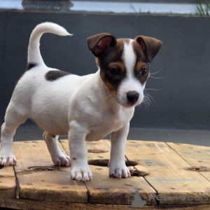 Foto №1. jack russell terrier - zum Verkauf in der Stadt Prag | verhandelt | Ankündigung № 171877