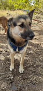 Foto №2 zu Ankündigung № 127435 zu verkaufen mischlingshund - einkaufen Russische Föderation quotient 	ankündigung