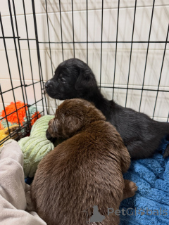 Foto №2 zu Ankündigung № 171252 zu verkaufen labrador retriever - einkaufen Deutschland züchter