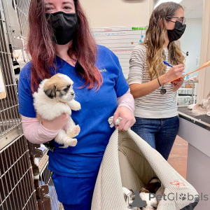 Foto №2 zu Ankündigung № 161565 zu verkaufen  - einkaufen Russische Föderation 