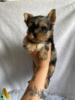 Foto №3. Lernen Sie unsere entzückenden 10 Wochen alten Yorkie-Welpen kennen.. Finnland