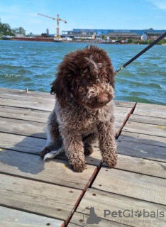 Foto №3. Lagotto Romagnolo Welpen. Serbien