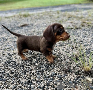 Foto №4. Ich werde verkaufen mischlingshund in der Stadt München. quotient 	ankündigung, züchter - preis - 400€