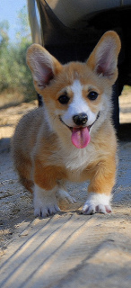 Foto №2 zu Ankündigung № 3549 zu verkaufen welsh corgi - einkaufen Ukraine quotient 	ankündigung