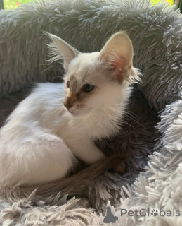 Foto №1. balinesenkatze - zum Verkauf in der Stadt Aalen | 350€ | Ankündigung № 174528