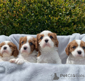 Foto №4. Ich werde verkaufen cavalier king charles spaniel in der Stadt Vienna. quotient 	ankündigung - preis - 379€