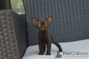 Foto №2 zu Ankündigung № 121029 zu verkaufen devon rex - einkaufen Deutschland quotient 	ankündigung, züchter