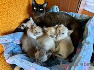 Foto №1. burma-katze - zum Verkauf in der Stadt Brüssel | 500€ | Ankündigung № 165832