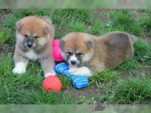 Foto №1. shiba - zum Verkauf in der Stadt Donzdorf | 350€ | Ankündigung № 147615