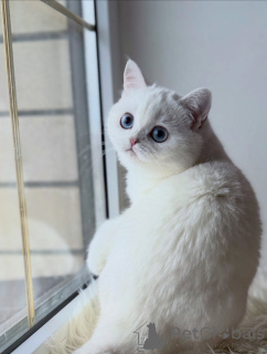 Foto №3. Lernen Sie das Scottish Fold Kätzchen kennen, in das sich jeder verliebt. Deutschland