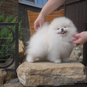 Foto №2 zu Ankündigung № 130653 zu verkaufen pommersche spitz - einkaufen Deutschland quotient 	ankündigung