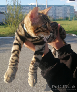 Foto №2 zu Ankündigung № 10587 zu verkaufen bengal katzenrasse - einkaufen Russische Föderation züchter