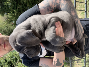 Foto №2 zu Ankündigung № 103208 zu verkaufen cane corso italiano - einkaufen Russische Föderation quotient 	ankündigung, vom kindergarten