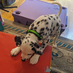 Foto №3. Dalmatian Puppies For adoption . Deutschland